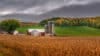 In the foreground is a field of wheat with a red barn and three silos. In the background are rolling green hills and fall-colored trees in Mount Pleasant, Wisconsin.