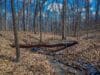 A forest in autumn in Muskego, Wisconsin.