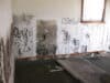 Selling a House with Mold in Milwaukee: Remove it Yourself or Hire a Professional?